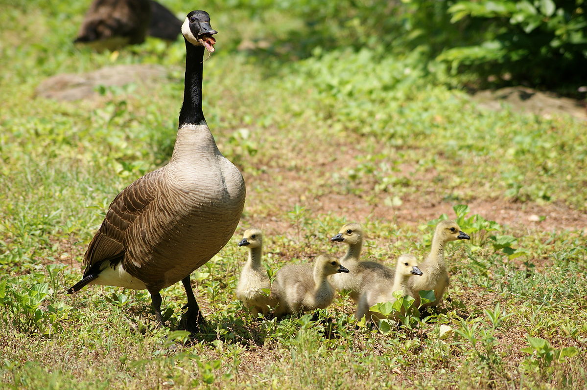 1199px-Female_Canada_goose_with_goslings